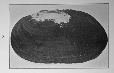 specimen image from publication