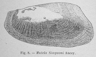 specimen image from publication