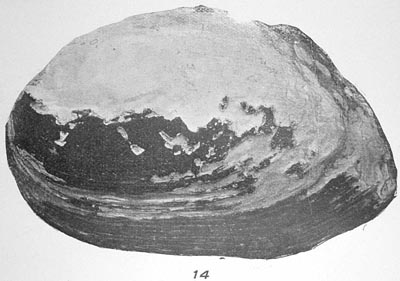 specimen image from publication