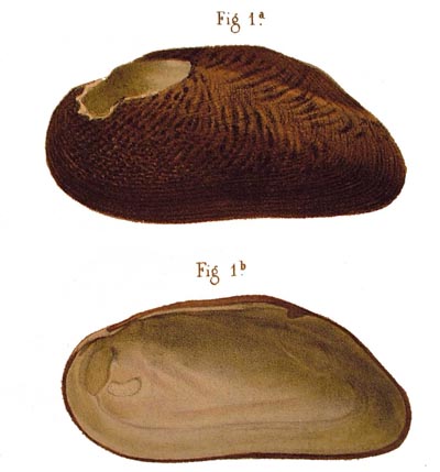 specimen image from publication
