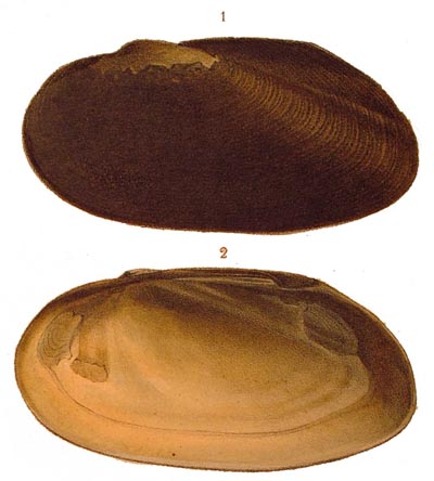 specimen image from publication