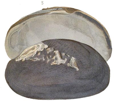 specimen image from publication