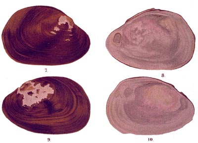 specimen image from publication
