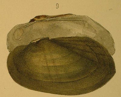 specimen image from publication