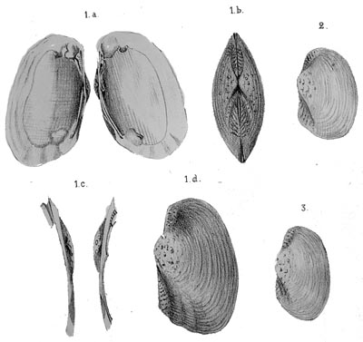 specimen image from publication