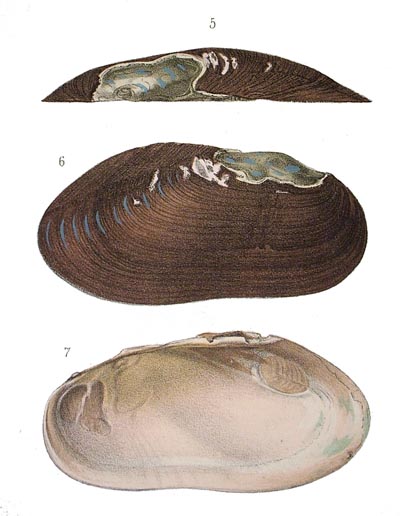 specimen image from publication
