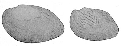 specimen image from publication