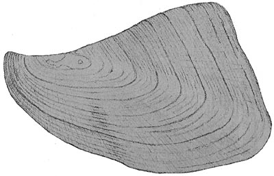 specimen image from publication
