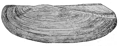 specimen image from publication