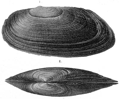 specimen image from publication