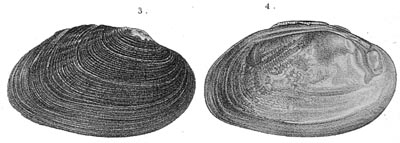 specimen image from publication