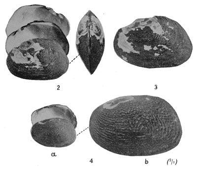 specimen image from publication