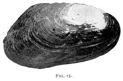 specimen image from publication