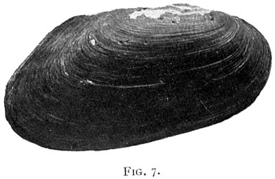 specimen image from publication