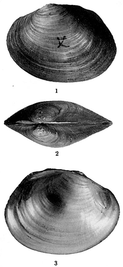 specimen image from publication
