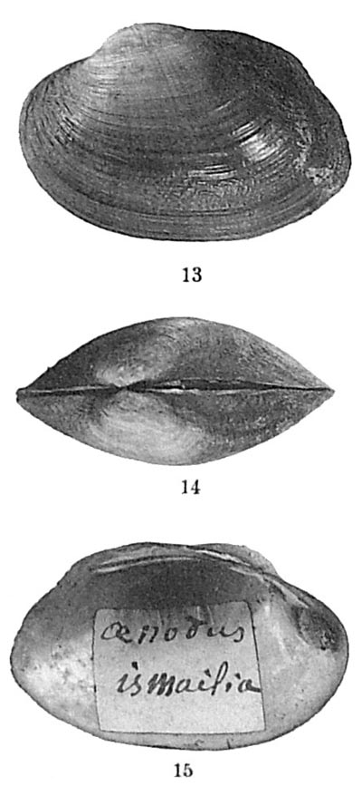 specimen image from publication