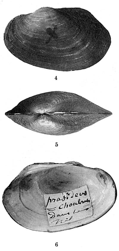 specimen image from publication