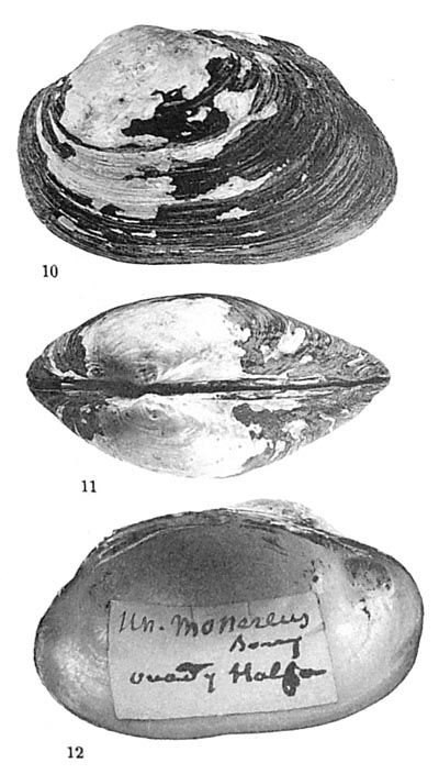 specimen image from publication