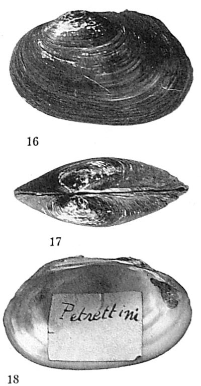 specimen image from publication