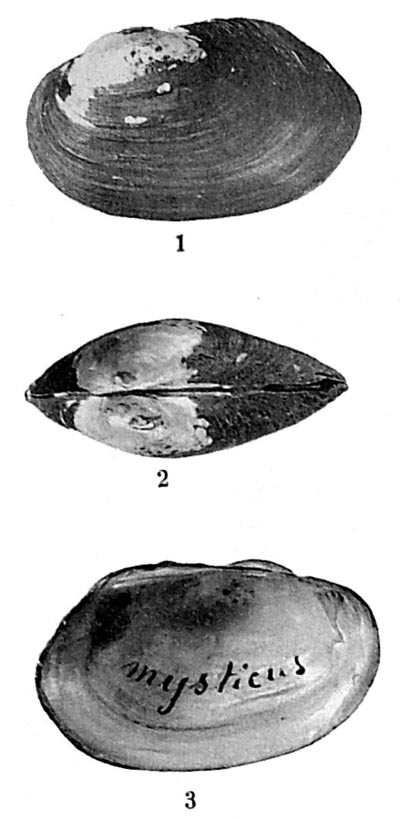specimen image from publication