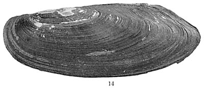 specimen image from publication