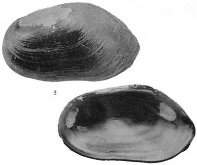 specimen image from publication