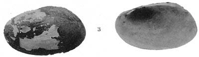 specimen image from publication