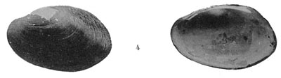 specimen image from publication