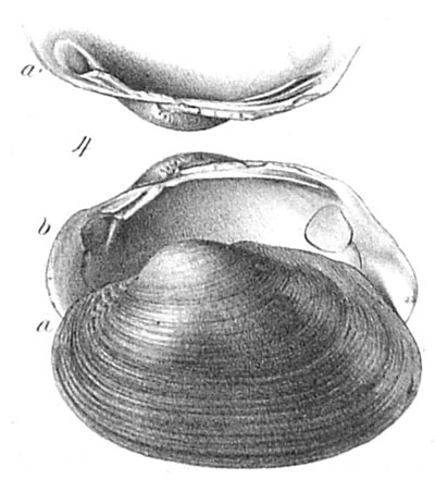 specimen image from publication