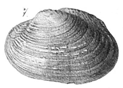 specimen image from publication