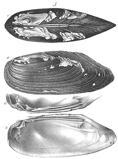 specimen image from publication