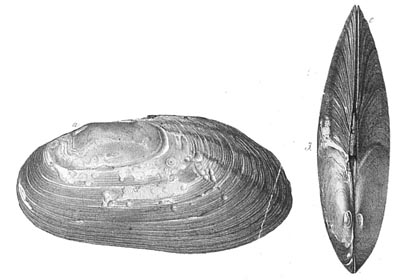 specimen image from publication