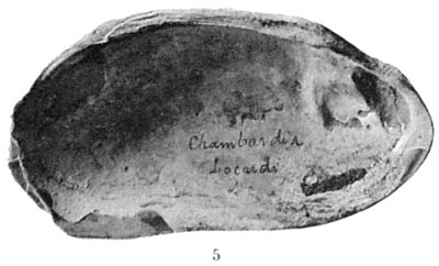 specimen image from publication