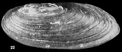 Decorative image of a representative of Namkongnaia inkhavilayi