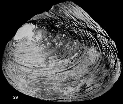 specimen image from publication