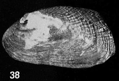 specimen image from publication