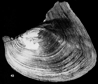 specimen image from publication