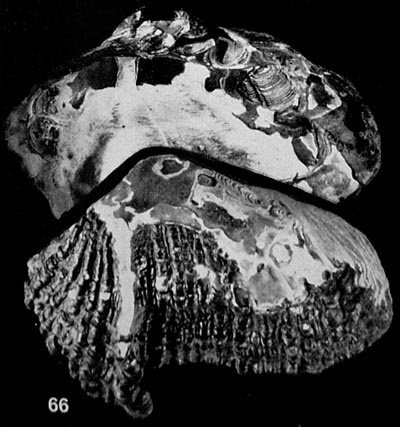 specimen image from publication