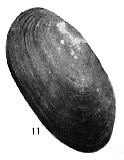 specimen image from publication