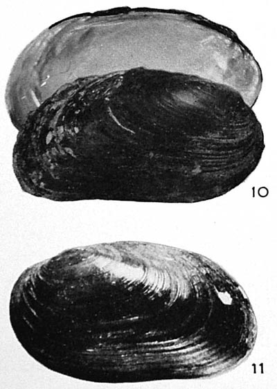 specimen image from publication