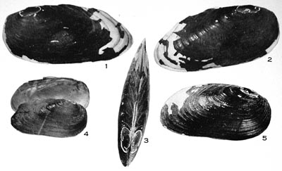 specimen image from publication