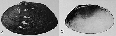 specimen image from publication
