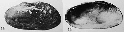 specimen image from publication