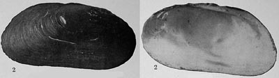 specimen image from publication