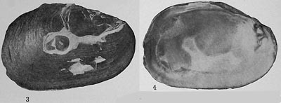 specimen image from publication