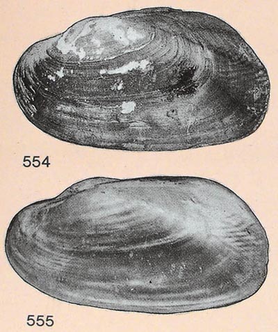 specimen image from publication