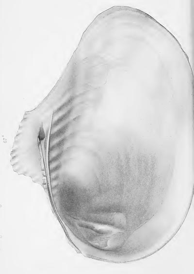 specimen image from publication