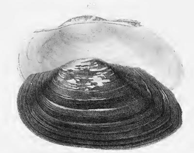 specimen image from publication