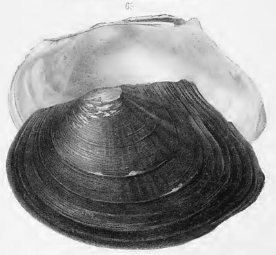 specimen image from publication