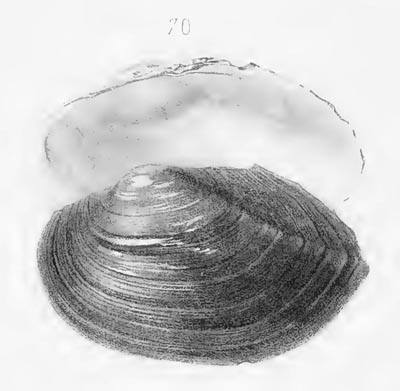 specimen image from publication